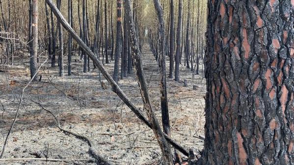 Dordogne : les deux incendies dans la forêt de la Double sont fixés, une centaine d'hectares brûlés