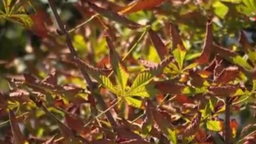 Sécheresse : à Paris, les marronniers perdent leurs feuilles