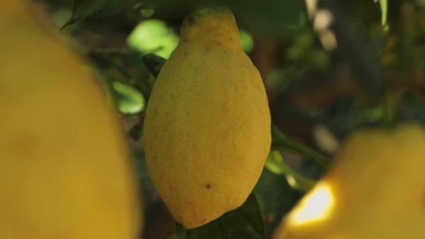 Sécheresse : l'inquiétude grandissante des producteurs de citrons de Menton