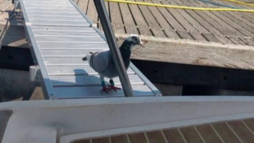 Sardaigne : le périple d'un pigeon voyageur des mers