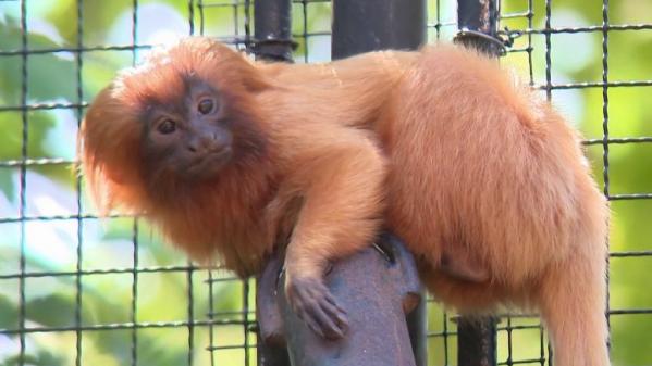 Espèces menacées : des naissances bienvenues au Jardin des Plantes