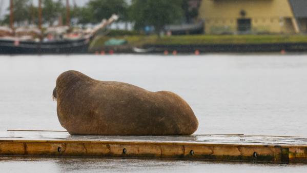 Norvège: le morse Freya, vedette du fjord d'Oslo, a été euthanasié