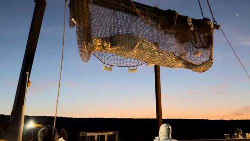 Béluga : un nom posthume lui a été trouvé par les internautes et l'ONG Sea Sheperd