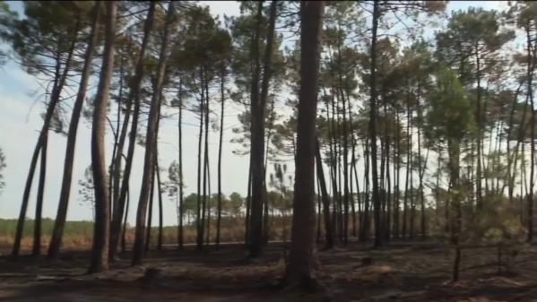 Gironde : les habitants évacués retournent chez eux après l'incendie