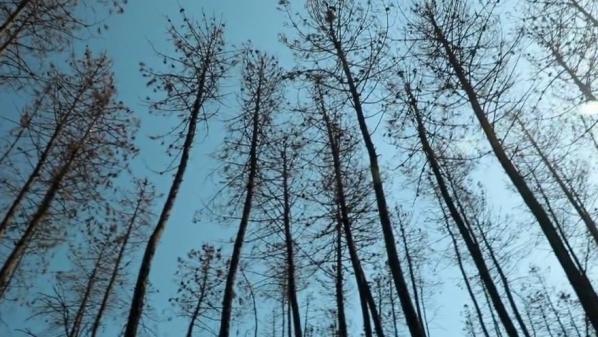 Var : un an après l'incendie, la lente renaissance du massif des Maures