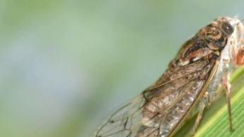 Réchauffement climatique : de forts impacts sur les animaux et leurs comportements