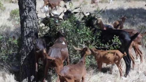 Incendies : des chèvres pour limiter l'impact des feux de forêt