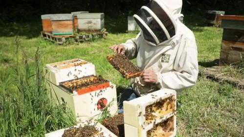 Biodiversité : les méthodes des apiculteurs pour sauver les abeilles