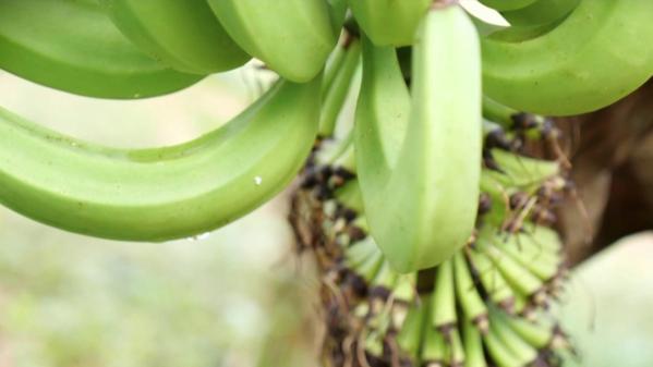 Alimentation : une molécule toxique découverte sur des bananes en Martinique