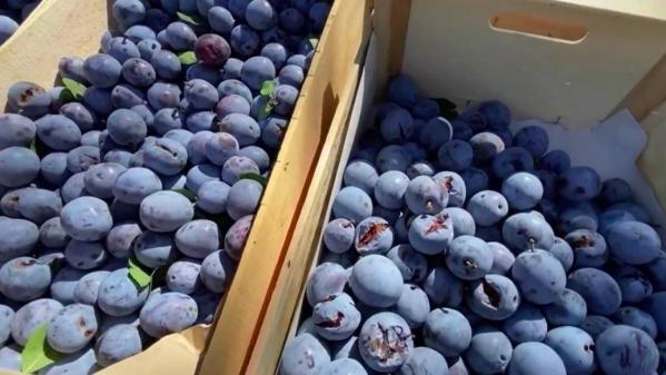 Alimentation : la prune de Brignoles en pleine renaissance