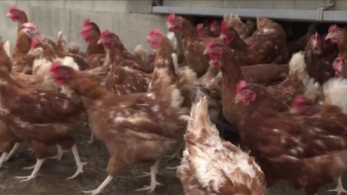 Grippe aviaire : le canard peut être remplacé par du poulet dans les plats industriels