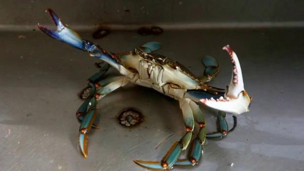 Mer : les ravages du crabe bleu en Méditerranée