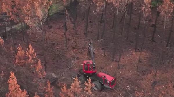 Girondes : les secondes vies des arbres incendiés cet été