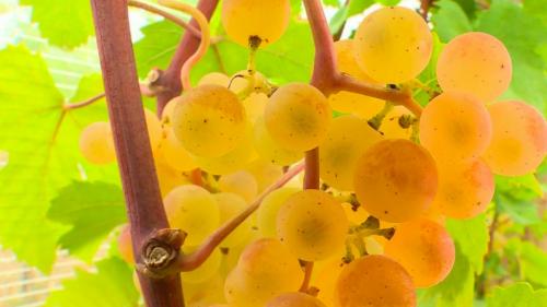 Alimentation : le Chasselas, un raisin de cuisine