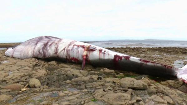 Bretagne : un rorqual retrouvé sur l'Île-de-Sein