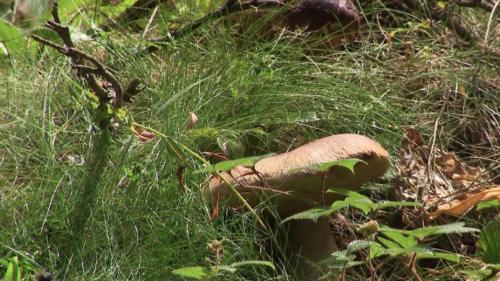 Ardèche : des cèpes en abondance à l'approche de l'automne