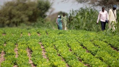 Les plantes légumineuses pour sauver les rendements, ça marche !