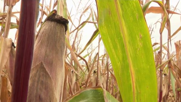 Agriculture : forte baisse de la récolte de maïs