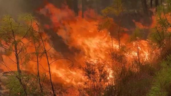 Incendies : quelles sont les conséquences écologiques ?