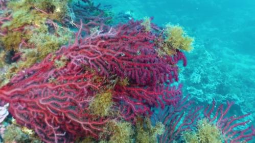 Méditerranée : une inquiétante vague de mortalité frappe une espèce de corail