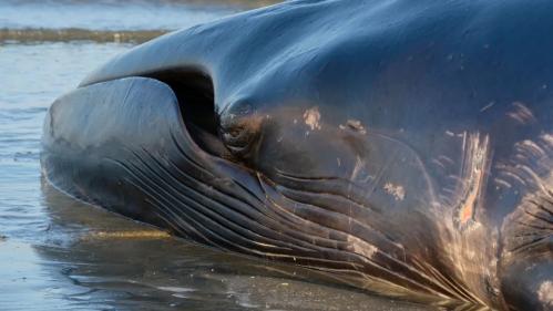 Rorquals échoués. Ce que l'on sait de ce phénomène qui touche les côtes bretonnes