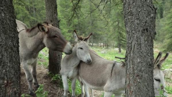 Alpes-Maritimes : à la découverte des ânes de Provence