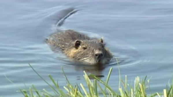 Animaux : les ragondins envahissent le marais poitevin