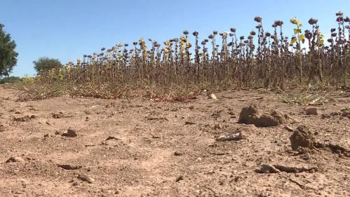 Réchauffement climatique : dans le Tarn, des semences agricoles résistantes à la sécheresse