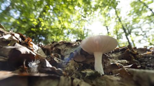 Cueillette des champignons : voici pourquoi elle risque d'être mauvaise cette année