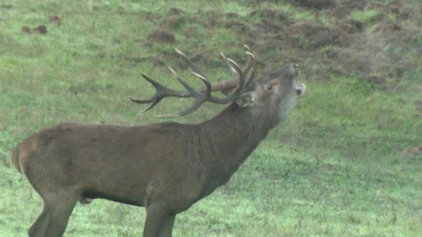 Chambord : le brame du cerf, un spectacle qui enchante les visiteurs