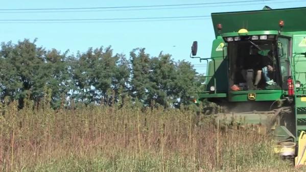 Agriculture : le chanvre, une culture d'avenir