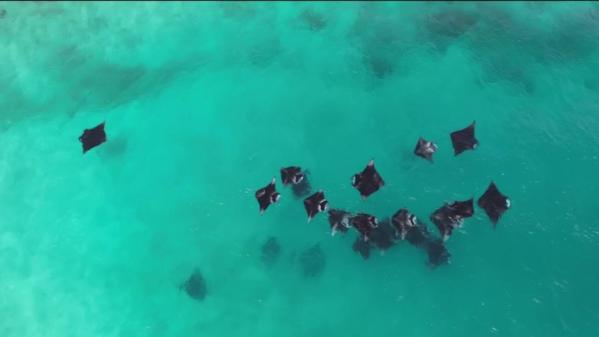 Animaux : aux Maldives, les raies manta sont préservées