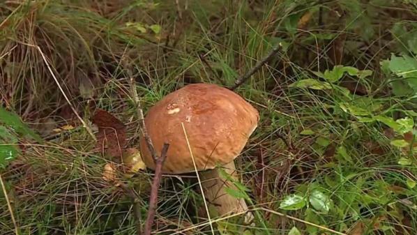 Ardennes : la saison des champignons ne fait que commencer