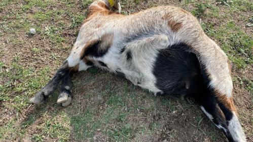 Le loup est bien le prédateur qui a tué 12 chèvres à la Penne-sur-Huveaune