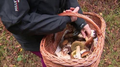 Alimentation : la cueillette des champignons a débuté