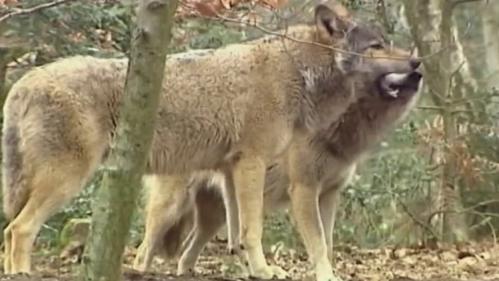 Lozère : les chasseurs autorisés à abattre des loups pour protéger leurs bêtes