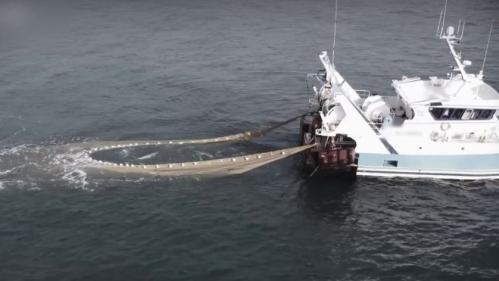 VIDEO. Pêche : dans la Manche, la technique de la 