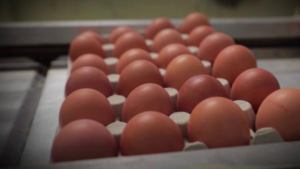 Consommation : les ventes d'oeufs augmentent au détriment de la viande et du poisson