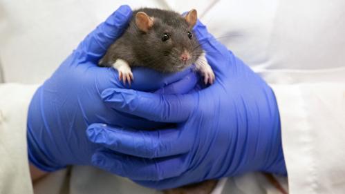 Des cellules cérébrales humaines implantées chez des rats pour étudier les troubles psychiatriques