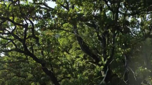 VIDEO. Quand la cueillette des glands permet de sauver les forêts