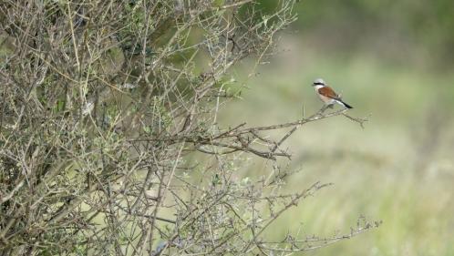 Biodiversité : 300 grandes entreprises réclament une obligation d'évaluer et publier l'impact de leurs activités sur la nature