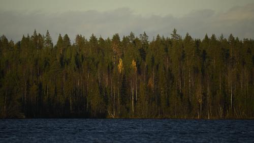 Réchauffement climatique : en Finlande, les insectes ravagent toujours plus au nord les forêts boréales