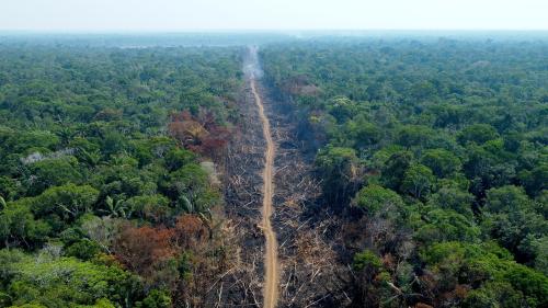 Environnement : le Parlement européen et les Etats membres trouvent un accord pour interdire l'importation de produits issus de la déforestation