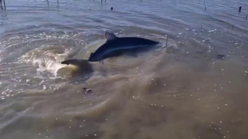 Gironde : un requin bleu sauvé dans un parc ostréicole