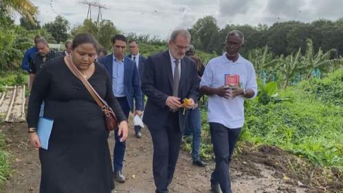 Chlordécone : le dépistage des salariés agricoles généralisé dès début février