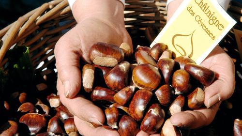 La châtaigne des Cévennes reconnue en AOP