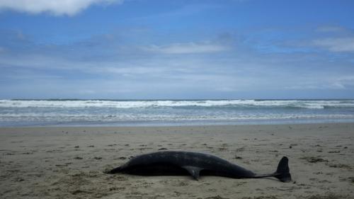 Après la découverte de dauphins échoués, l'ONG Sea Shepherd France porte plainte