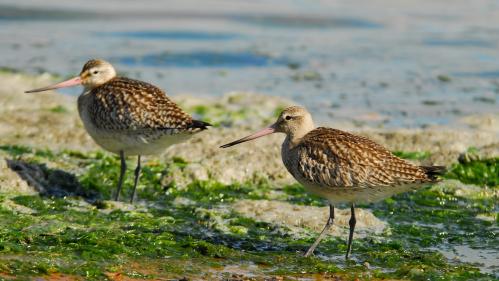 Biodiversité : une barge rousse réalise un vol record de 13 560 km entre l'Alaska et la Tasmanie