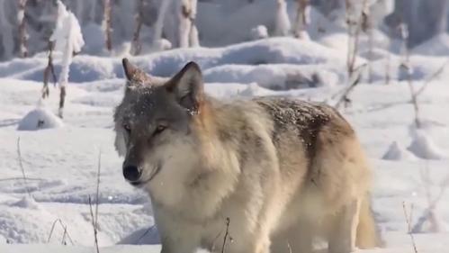 États-Unis : comment Yellowstone est devenu le sanctuaire des loups gris