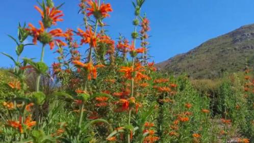 Afrique du Sud : le Kirstenbosch, un jardin unique au monde